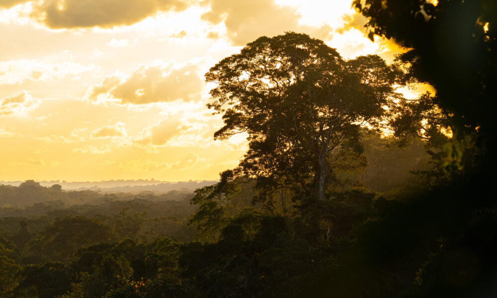 Plum Landing : Jungle Rangers -- Missions in the Borneo Rainforest