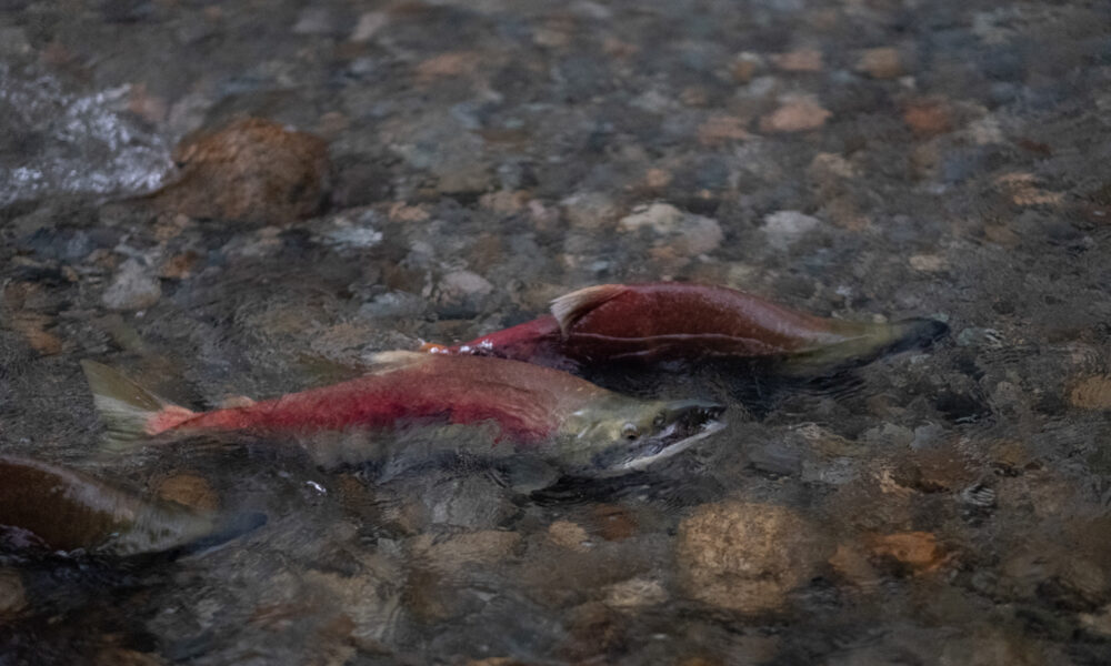 Sockeye Salmon (Saskatchewan Fish) · iNaturalist Canada