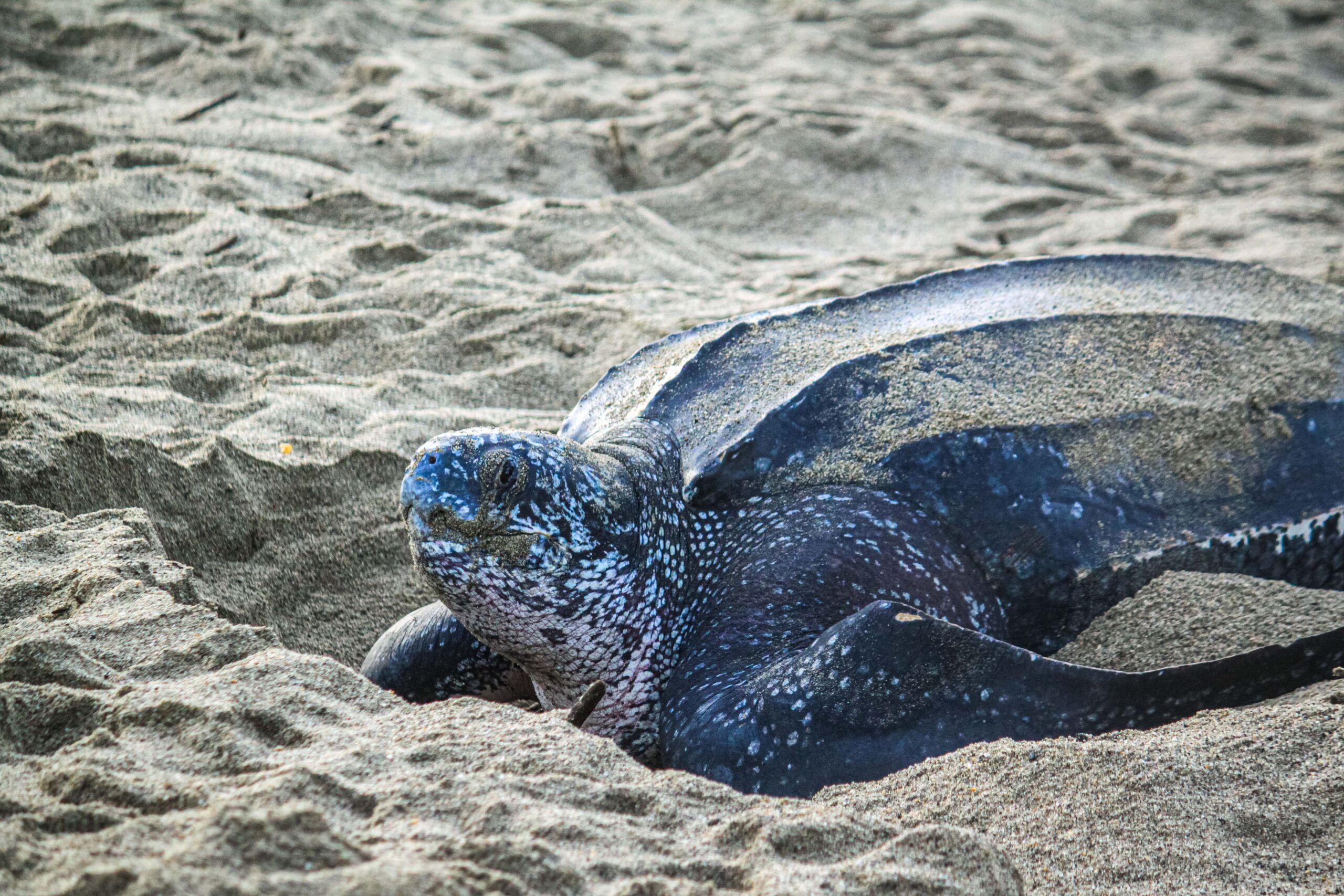 Save The Turtles — SEE Turtles — SEE Turtles