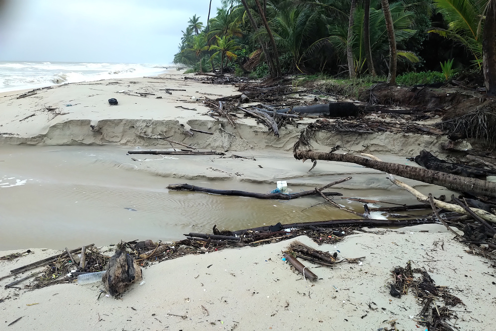 Leatherback Turtles Face Existential Threats. This Trinidadian Group ...