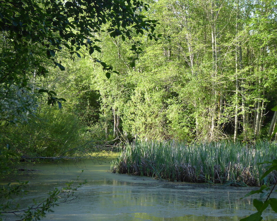 Local Community Efforts Protect Endangered Estuary in Iconic