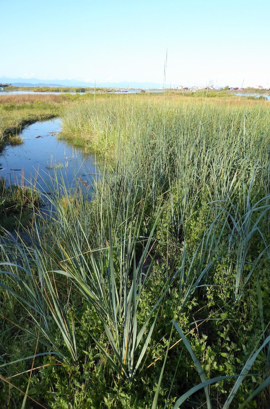 Island near Nanaimo preserved as park after $4-million donation