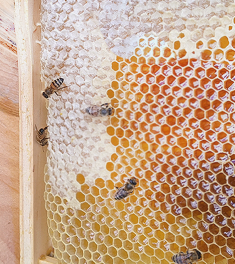 Comment faire ses propres bougies en cire d'abeille ? - La ruche